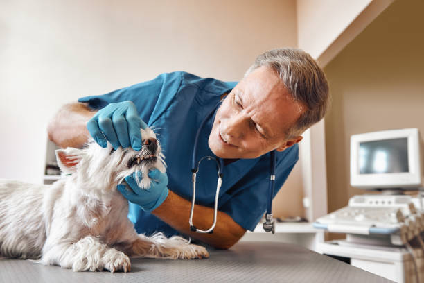 Best Weekend Emergency Dentist in Logansport, IN